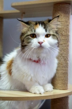 Kedi ağacındaki temiz kasede kameraya bakan sevimli, tüylü beyaz kediye yaklaş. Maine Rakunu ve İskoç Katlaması arasında melez bir kedi..