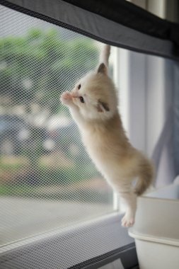 1 aylık bez bebek yavrusu bir kabine tırmanıyor, evcil kedi.