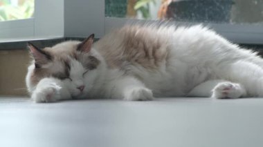 Hamile Ragdoll kedisi yerde uyuyor.