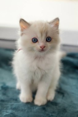 1 aylık bez bebek yavrusu battaniyenin üzerinde dikilip kameraya bakıyor. evcil kedi