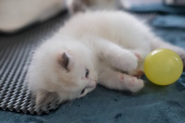 1 aylık oyuncak bebek yavrusu bir topla oynuyor. evcil kedi