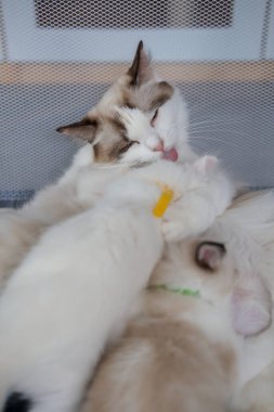 Anne bir Ragdoll kedisi yeni doğmuş yavrusuna bakıyor, 1 aylık, yavru kediler..