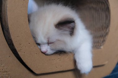 1 aylık, oyuncak bebek yavrusu kedi tırmalama tünelinde uyuyor, evcil kedi.