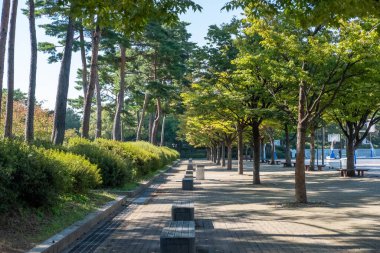 Seul, Güney Kore - 12 Ekim 2022: Yeouido Parkı manzarası, sonbaharda renkli yapraklı yürüyüş yolu.