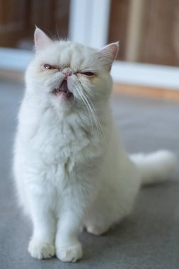 Beyaz Egzotik Shorthair kedisi yerde duruyor