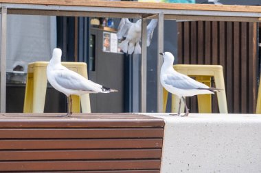 Rıhtımda yerde duran bir martının yakın çekim görüntüsü.