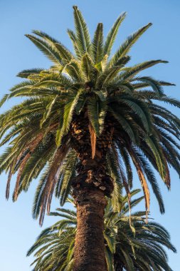 Uzun bir Kanarya Adası Gökyüzünün altında Hurma