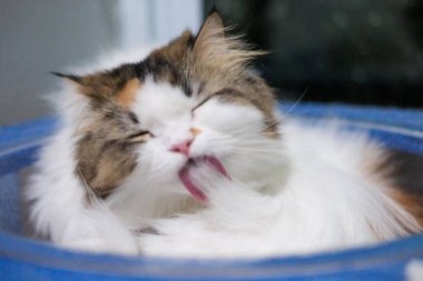 Kendini temizlemek için yalayan kedi ağacının üzerinde temiz bir kasede duran sevimli beyaz kediyi kapat. Maine Rakunu ve İskoç Katlaması arasında melez bir kedi..