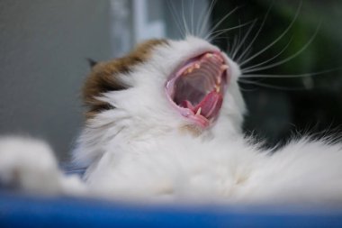 Şirin tüylü beyaz kediyi kedi ağacında esneyen temiz bir kasede kapat. Maine Rakunu ve İskoç Katlaması arasında melez bir kedi..