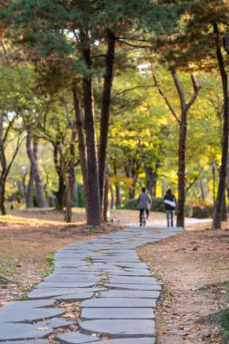 Yeouido Parkı manzarası, renkli yapraklı taş patika geçidi, sonbahar yaprakları. Yeongdeungpo Bölgesi, Seul, Güney Kore 'de bir park..