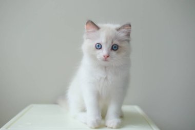 2 aylık oyuncak bebek yavrusu kameraya bakıyor. evcil kedi