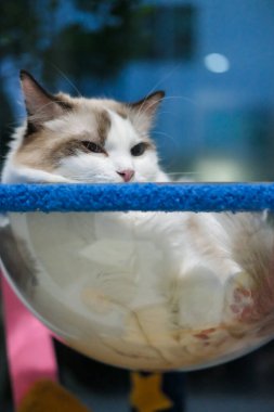 Sevimli, uykucu Ragdoll kedisi kedi ağacında açık kasede