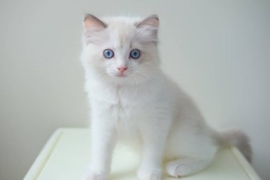 2 aylık oyuncak bebek yavrusu kameraya bakıyor. evcil kedi