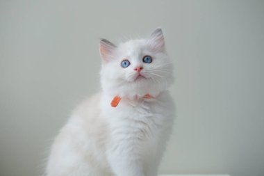 2 aylık bez bebek yavrusu yukarı bakıyor, sahibiyle oynuyor. evcil kedi