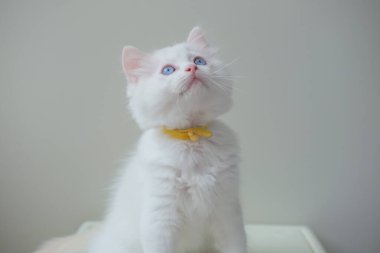 2 aylık bez bebek yavrusu yukarı bakıyor, sahibiyle oynuyor. evcil kedi