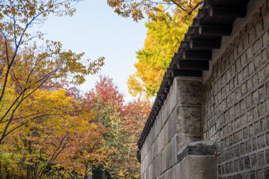 Deoksugung Stonewall Yürüyüşü güzel sonbahar yapraklarıyla. Güney Kore, Seul 'deki Deoksugung Sarayı' nın yanındaki yaya yolu.