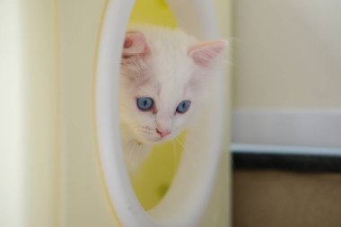 Kedi barınağında gezinen 2 aylık bir oyuncak bebek yavrusu. evcil kedi