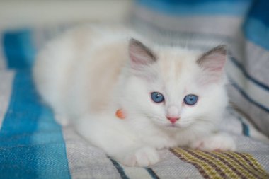 2 aylık bez bebek, kanepede yatıyor, evcil kedi.