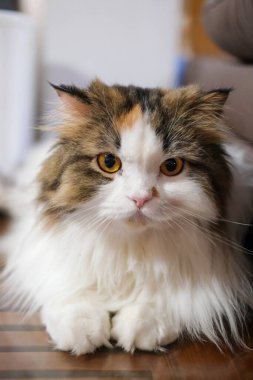 Şirin, tüylü, beyaz kedinin kameraya bakışıyla. Maine Rakunu ve İskoç Katlaması arasında melez bir kedi..