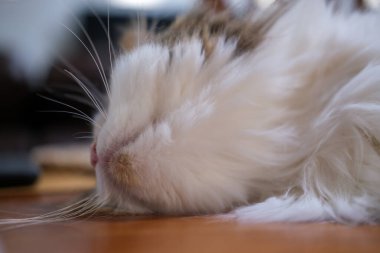 Masada komik pozlarla uyuyan sevimli tüylü beyaz kedi. Maine Rakunu ve İskoç Katlaması arasında melez bir kedi..