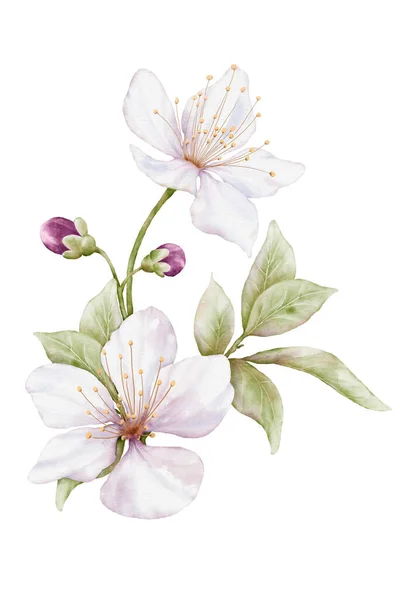 Akvarel Bílý Květ Kvete Třešňové Květy Kytice Ilustrace Izolované Bílém — Stock fotografie