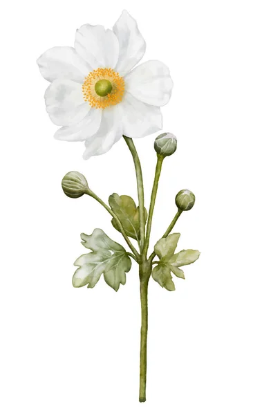 Aquarell Weiße Blume Blüht Anemonen Strauß Illustration Isoliert Auf Weißem — Stockvektor