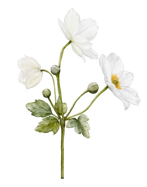 Aquarela Flor Branca Florescendo Anêmonas Bouquet Ilustração Isolada Sobre Fundo —  Vetores de Stock