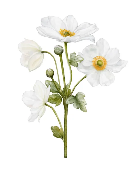 Akwarela Biały Kwiat Kwitnący Ilustracja Bukiet Anemones Izolowane Białym Tle — Wektor stockowy