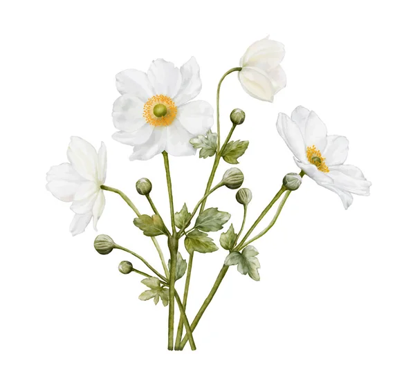 Akwarela Biały Kwiat Kwitnący Ilustracja Bukiet Anemones Izolowane Białym Tle — Wektor stockowy