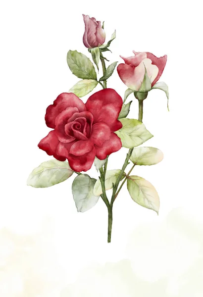 Acquerello Rosa Rossa Bouquet Fiore Decorativo Sfondo Acquerello Macchia Perfetto — Foto Stock