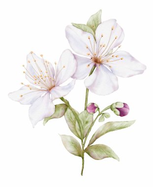 Watercolor white flower blooming. Cherry blossom bouquet illustration isolated on white background. Suitable for decorative invitations, or greeting cards.