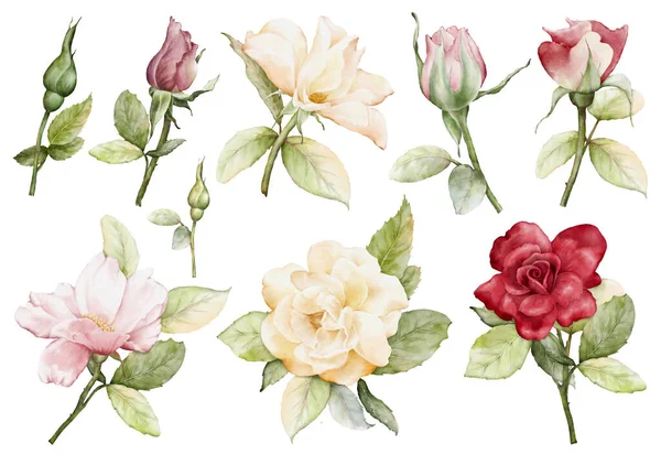 Watercolor roses illustration set. Roses flower and green leaves elements collection isolated on white background. Suitable for decoration, bouquet, wreath, arrangement, wedding, or invitation card.