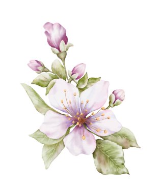 Açık pembe suluboya çiçek açıyor. Beyaz arka planda izole edilmiş kiraz çiçeği buket vektörü. Dekoratif bahar festivalleri, yaz, davetiyeler veya tebrik kartları için uygundur.