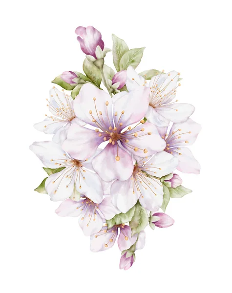 Υδατογραφία Ανοιχτό Ροζ Λουλούδι Ανθίζει Άνθος Κερασιάς Διάνυσμα Μπουκέτο Απομονώνονται — Διανυσματικό Αρχείο