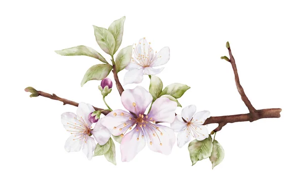 Aquarell Hellrosa Kirschblüten Blühen Den Zweigen Kirschblüte Und Blätter Zweigbouquet — Stockvektor