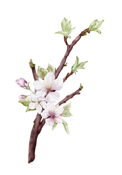 枝には薄桃色の桜が咲きます 桜と葉は白い背景に孤立した枝花束ベクトルを残します 装飾春祭り またはカードに適しています — ストックベクタ