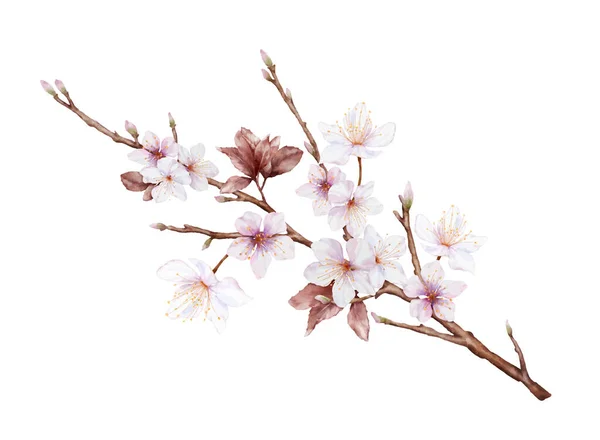 枝には水彩のマゼンタ桜が咲きます 桜と葉は白い背景に孤立した枝花束ベクトルを残します 装飾春祭り またはカードに適しています — ストックベクタ