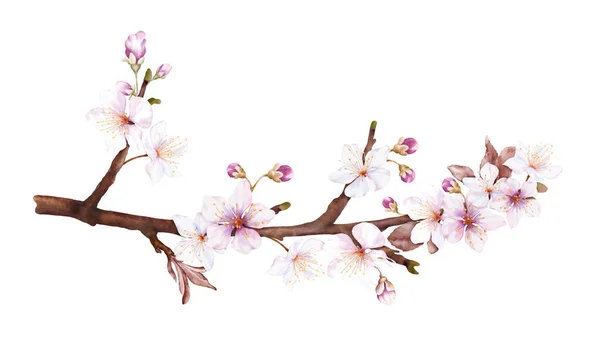 枝には水彩のマゼンタ桜が咲きます 桜と葉は白い背景に孤立した枝花束ベクトルを残します 装飾春祭り またはカードに適しています — ストックベクタ
