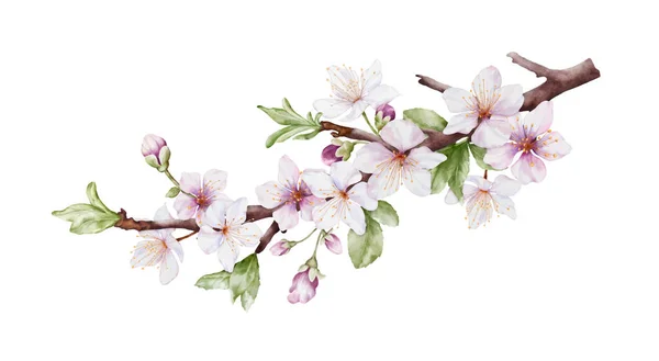 Aquarell Kirschblüten Blühen Den Zweigen Kirschblüte Und Grüne Blätter Verzweigen — Stockvektor
