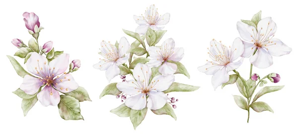Zestaw Akwareli Jasnoróżowe Kwiaty Wiśni Kwitnące Gałęziach Kwiat Wiśni Pozostawia — Zdjęcie stockowe
