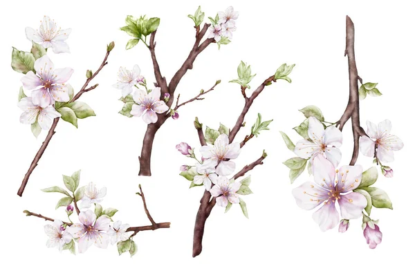 Set Von Aquarell Hellrosa Kirschblüten Die Den Zweigen Blühen Kirschblüte — Stockfoto
