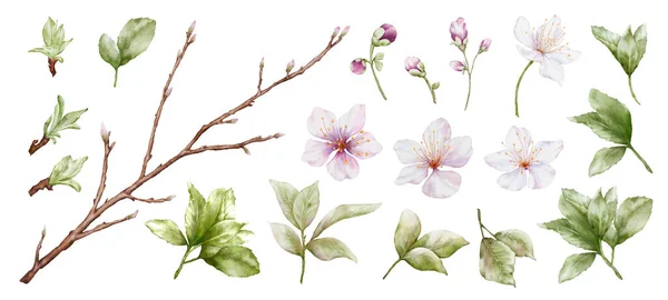 Zestaw Akwareli Kwiaty Wiśni Elementy Kwitnące Kwiat Wiśni Zielone Liście — Zdjęcie stockowe