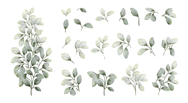 Uppsättning Akvarell Gröna Blad Element Samling Botaniska Vektor Isolerad Vit — Stock vektor