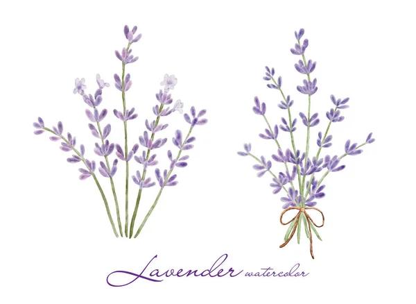 Seperangkat Elemen Bunga Lavender Koleksi Ilustrasi Botani Bunga Lavender Pada - Stok Vektor