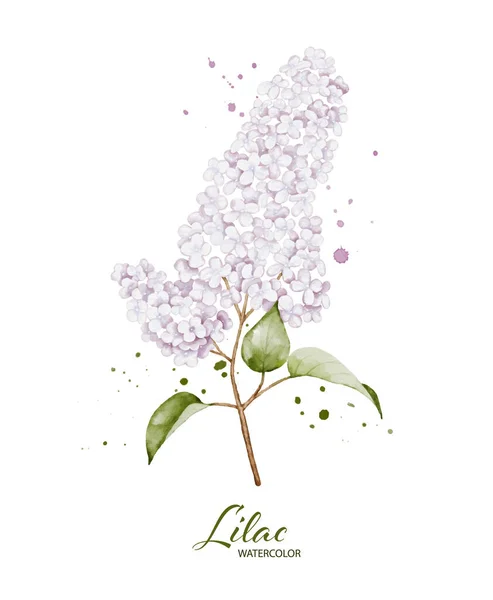 Lila Csokor Akvarell Elem Botanikai Illusztráció Fehér Virág Gallyak Alkalmas — Stock Vector