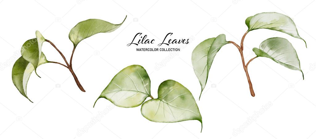 Set of watercolor green leaves elements. Collection lilac leaves vector isolated on white background suitable for Wedding Invitation, save the date, thank you, or greeting card.