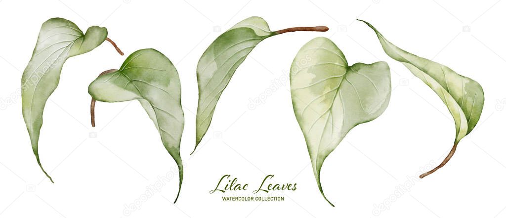 Set of watercolor green leaves elements. Collection lilac leaves vector isolated on white background suitable for Wedding Invitation, save the date, thank you, or greeting card.