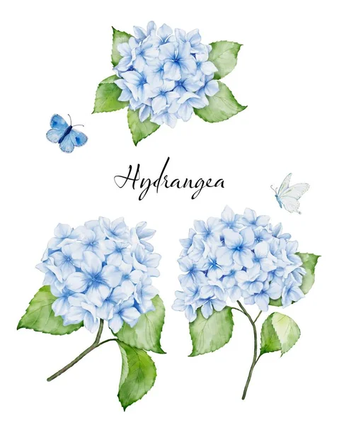 Zestaw Pięknych Akwareli Bukiety Kwiatowe Niebieskim Hortensji Kwiaty Gałęzie Liście — Wektor stockowy
