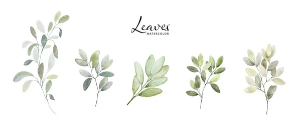 水彩の緑の葉の要素のセット 結婚式の招待に適した白い背景に隔離された植物ベクトルを収集 日付を保存 ありがとう またはグリーティングカード — ストックベクタ