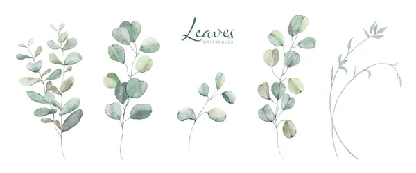 水彩の緑の葉の要素のセット 結婚式の招待に適した白い背景に隔離された植物ベクトルを収集 日付を保存 ありがとう またはグリーティングカード — ストックベクタ